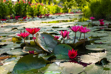 pond is full of water lily