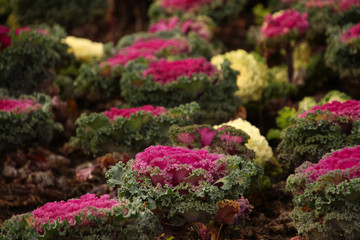 thickets of decorative cabbage with beautiful buds on the lawn