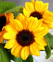 bright yellow sunflowers on a sunny day