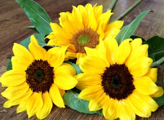 Obraz premium bright yellow sunflowers on a sunny day