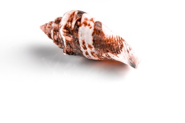 Hello Summer pattern background. White seashells isolated on white backdrop. Travel or vacation concept.