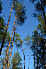 landscape in the coniferous forest in spring , Belarus