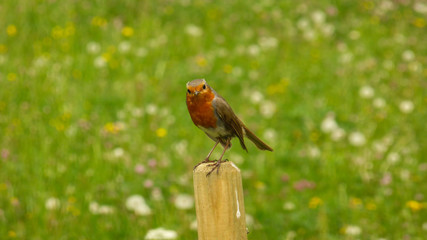 European robin sits on a mast in spring in Germany