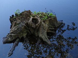 Ein ringsum von Wasser umgebener Baumstumpf