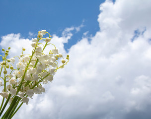 lilies of the valley against a blue sky with clouds.close-up