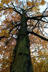 bright colorful warm autumn in the city