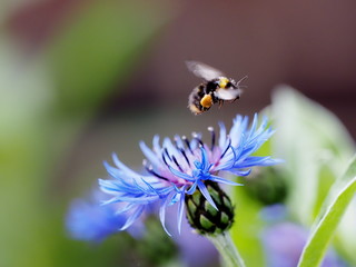 A Bumblebee (Bombus spp) coming in to land on a Mountain Cornflower plant to collect pollen.
