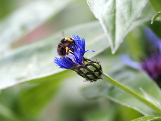 A Bumblebee (Bombus spp) coming in to land on a Mountain Cornflower plant to collect pollen.