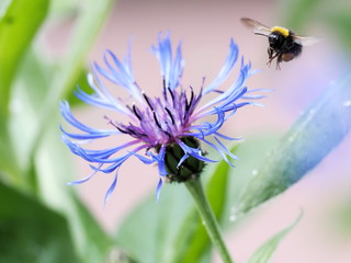 A Bumblebee (Bombus spp) coming in to land on a Mountain Cornflower plant to collect pollen.