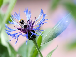 A Bumblebee (Bombus spp) coming in to land on a Mountain Cornflower plant to collect pollen.