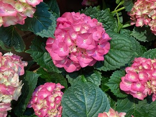 pink flowers in a garden
