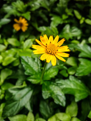 Yellow dandelion flower