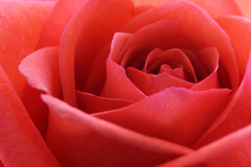 Close-up of a beautiful Rose (Rosaceae) in red and orange colors.