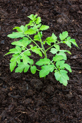 tomato young seedling planted in soil with humus in greenhouse
