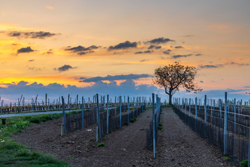 Fototapeta premium Sunrise in vineyards near Velke Bilovice in Southern Moravia, Czech Republic