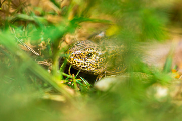 Lurking lizard in green