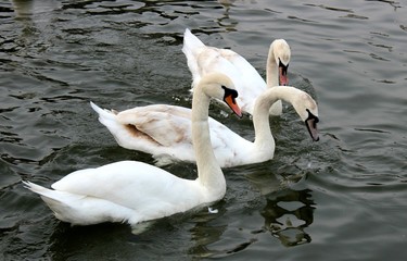 
swan on a fod eats
