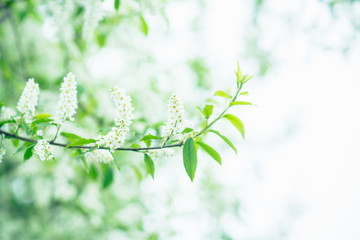 Blooming bird cherry tree in the garden. Selective focus.