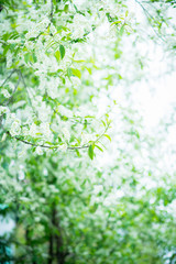Blooming bird cherry tree in the garden. Selective focus.