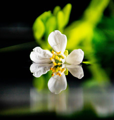 Fototapeta premium white orchid flower