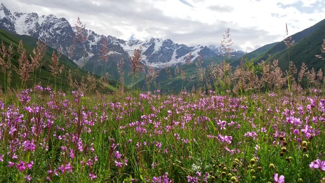Purple and violet wild flowers and grass on green meadow in Georgia. Caucasus mountains in background. Steadicam shot, UHD