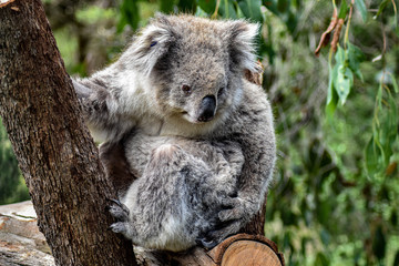 koala bear in tree