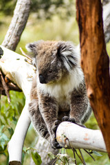 koala in tree