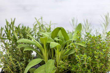mix of herbs in a pot - rosemary, thyme, sage, Italian smil and marjoram