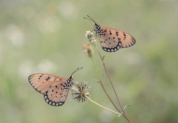 Butterflies are insects in the macrolepidopteran clade Rhopalocera from the order Lepidoptera, which also includes moths. Adult butterflies have large, often brightly coloured wings, and conspicuous, 