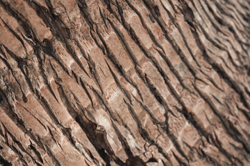 Close up of the texture of brown wood from a palm tree at the beach.