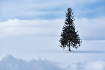 Alone Famous Pine Tree of Biei Patchwork Road "A Tree of Christmas Tree", Biei, Hokkaido, Japan