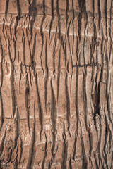 Naklejka premium Close up of the texture of brown wood from a palm tree at the beach.