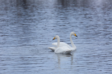 Obraz premium Two swans are preparing for a fight