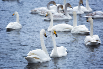 Two swans are preparing for a fight