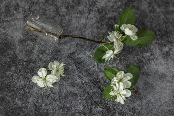 Overturned vase with blossoming cherry tree branch against dark background. White inflorescences of Avium Prunus with a sweet aroma. Spring.
