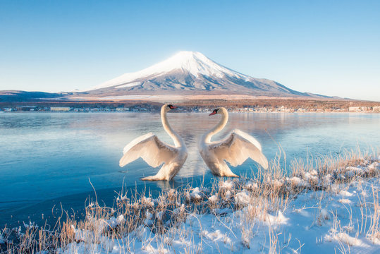 Fuji Mountain Reflection and Two Swans at Yamanakako Lake in Winter, Japan - Powered by Adobe