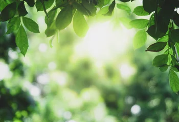Wandcirkels aluminium Close-up prachtig uitzicht op natuur groene bladeren op de achtergrond wazig groen boom met zonlicht in openbare tuin park. Het is landschapsecologie en kopieerruimte voor behang en achtergrond. © Dilok