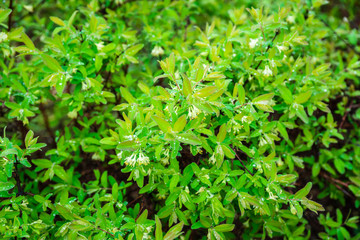 Blooming honeysuckle branch in rainy day. Selective focus. Shallow depth of field.