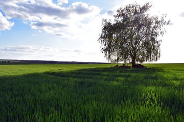 brzoza i żyto © ARTUR