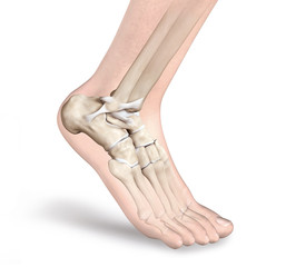 Ankle ligaments, 3D illustration