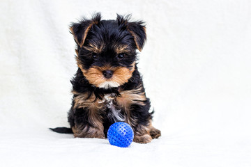 Yorkshire Terrier puppy and toy ball