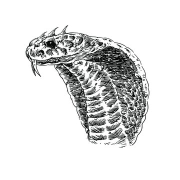 recommend clip art: Cobra Sketch Vector Illustration