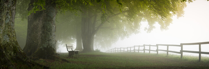 Ein Regentag im Buchenwald, Pano