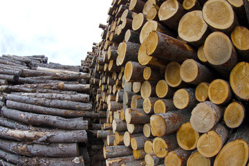 timber wood yard forestry industry woodpile log stack 
