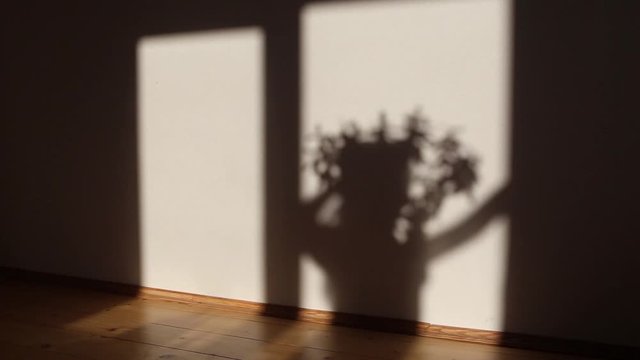 Shadow of happy woman jumpung and gesturing gladly is seen from the window with houseplant