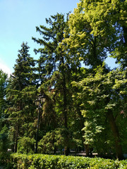Fototapeta premium Summer green tree park outdoor forest wood nature photo