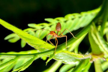 Red ants are looking for food on green branches. Work ants are walking on the branches to protect the nest  in the forest.
