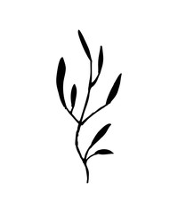 branch with leaves isolate. twig silhouette. plant, flowers. floral element for design