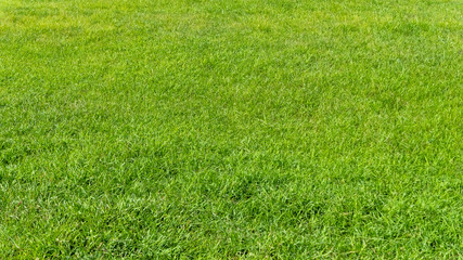 Green grass texture for background. Green lawn pattern and texture background.