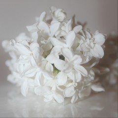 white flower 